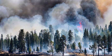 Wallow Fire in 2011 burned 538,000 acres and was the largest in Arizona history. Photo Credit: Rick D’Elia 2011.