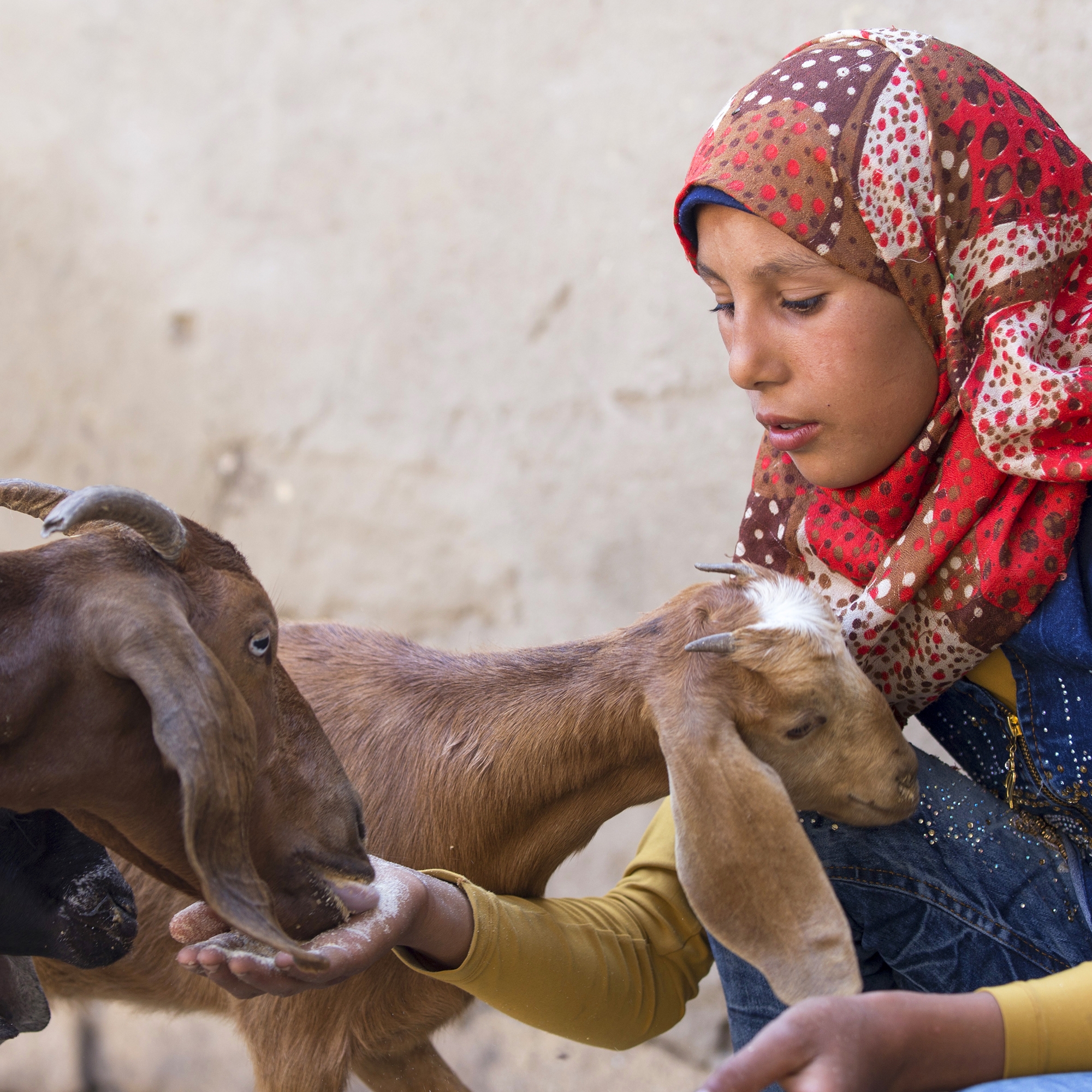 A girl feeds a goat. 