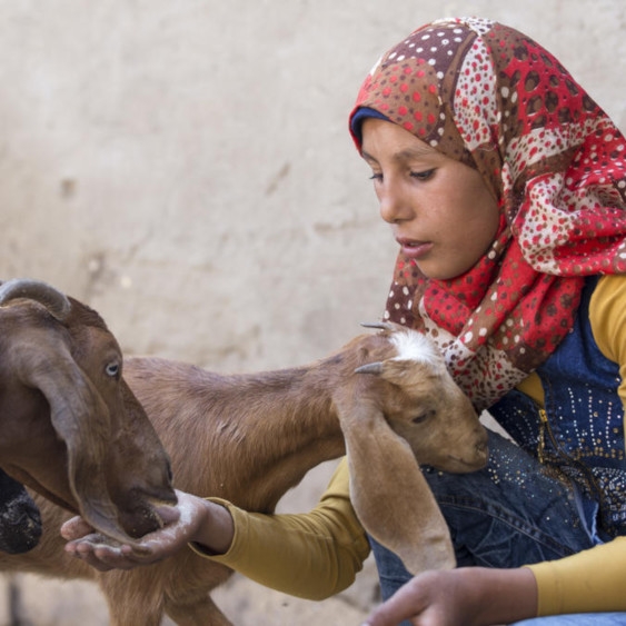 Young, colorfully-dressed Sabeen, age 15, knowingly tends to some goats.