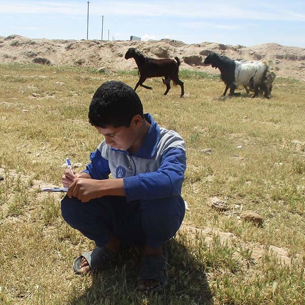 A boy sits in a field while working on school work while lifestock run behind him.