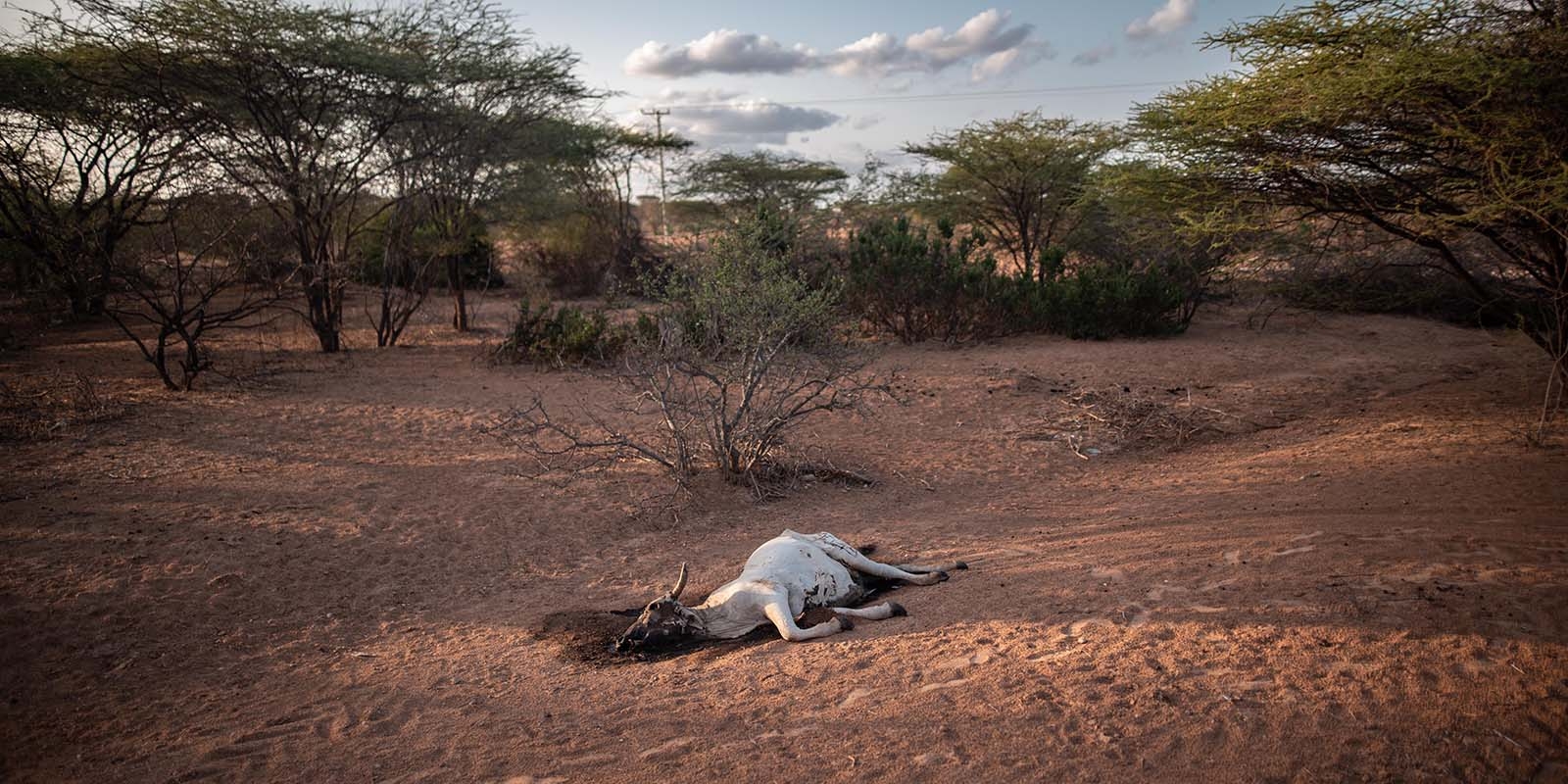 A dead cow lies outside a village in Kenya. 