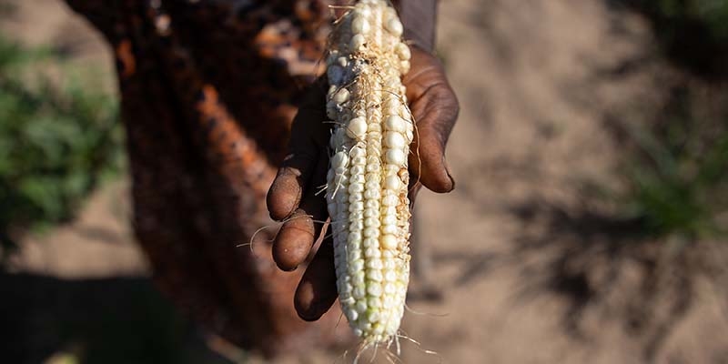 Zambia,  a grandmother inspects her maize crop.