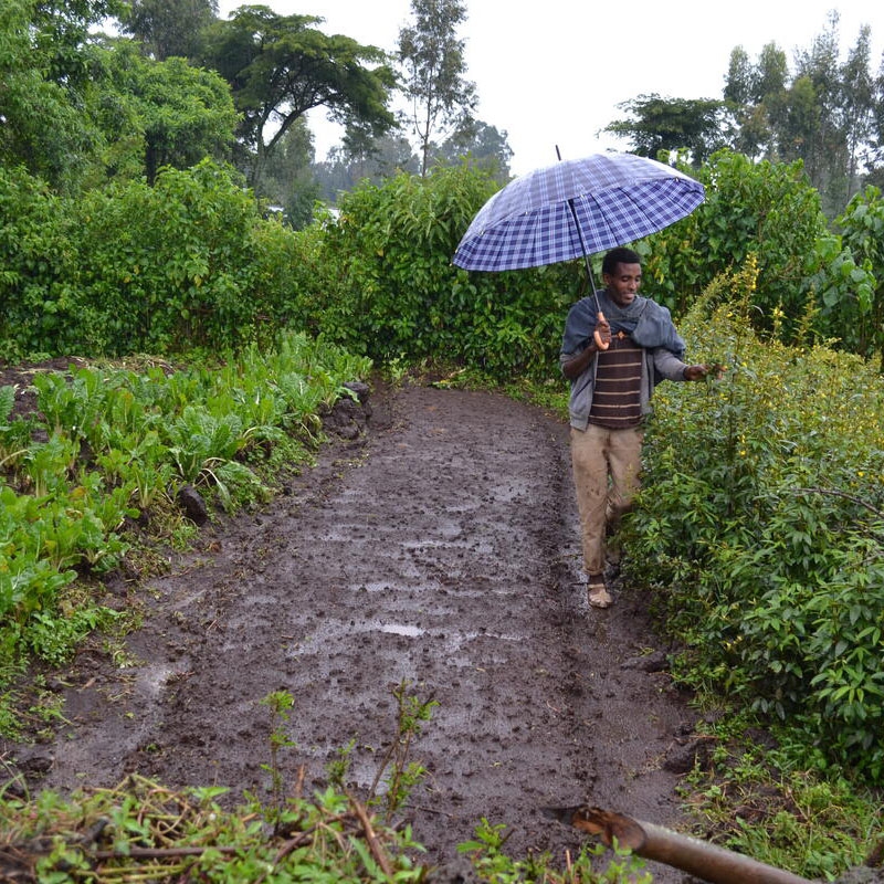 man surveying crops in the rain