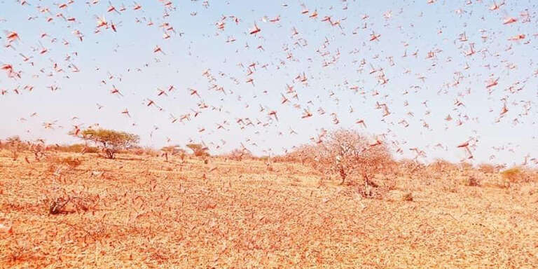 A locust plague threatening the Horn of Africa amid the coronavirus pandemic. 