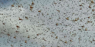 Locusts flying around near Hargeisa, Somaliland
