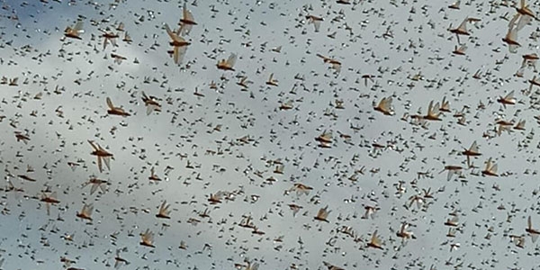 Locusts flying around near Hargeisa, Somaliland